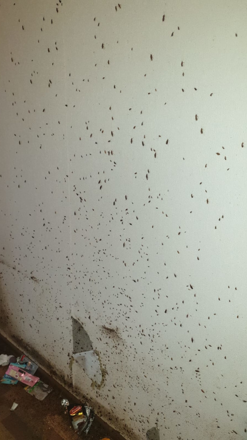 Уничтожение тараканов в Ликино-Дулево с обработкой домов и квартир после травли