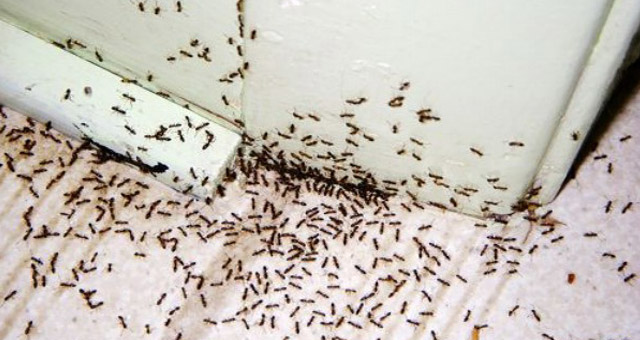 муравьи в Опалихе