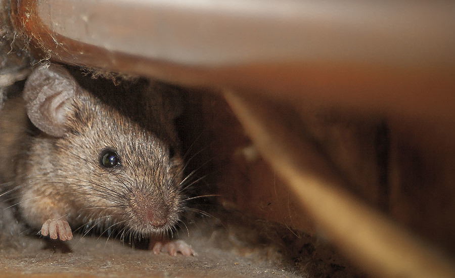 Как бороться с мышами и крысами в доме зимой Москве и Московской области?