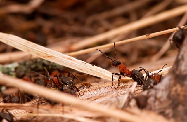 муравьи на территории дачного участка в Подмосковье