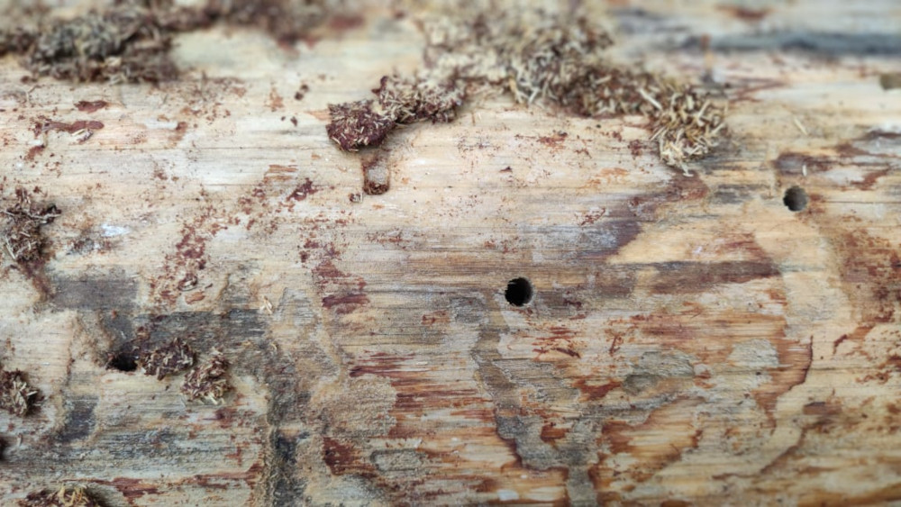 Как избавиться от короеда, жука точильщика и усача в Волоколамске и Можайске - уничтожение насекомых эффективными средствами