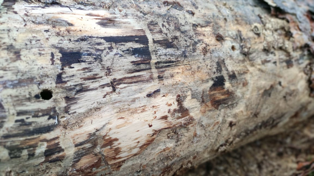 Обработка от короеда в деревянном доме в Барыбино - эффективная борьба с жуками