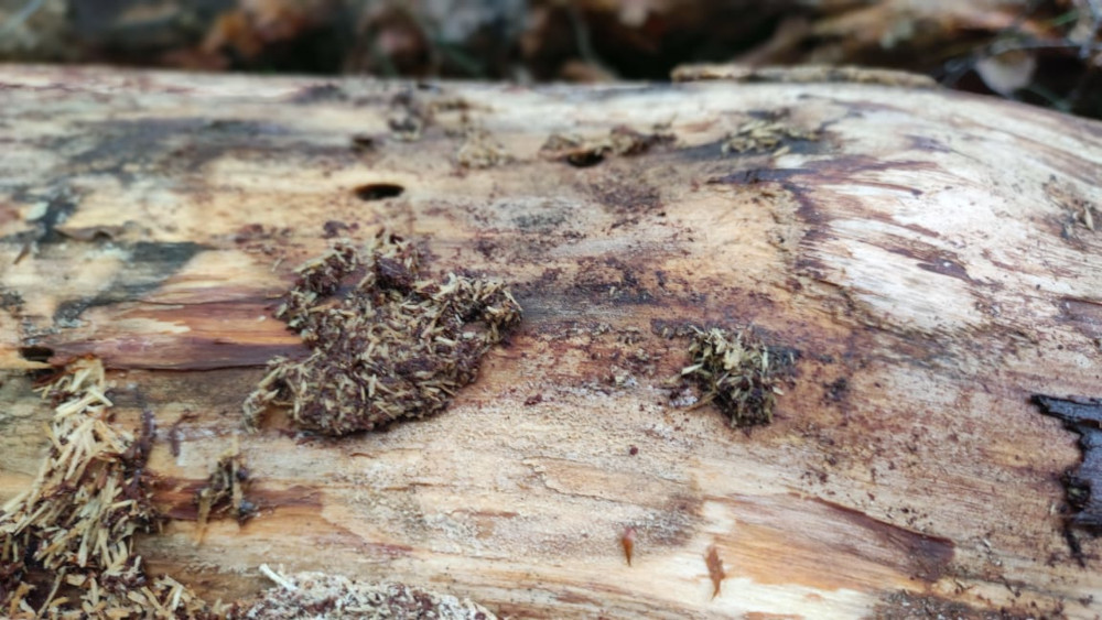 Обработка от короеда в деревянном доме в Барыбино - эффективная борьба с жуками недорого