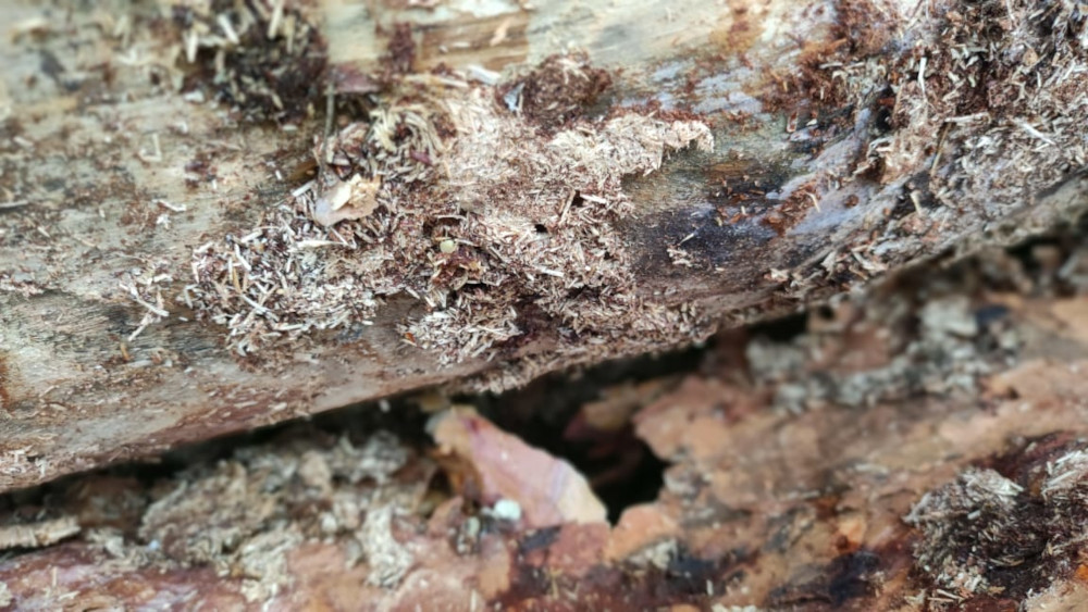 Уничтоженное жуком точильщиком и короедом дерево в Московской области