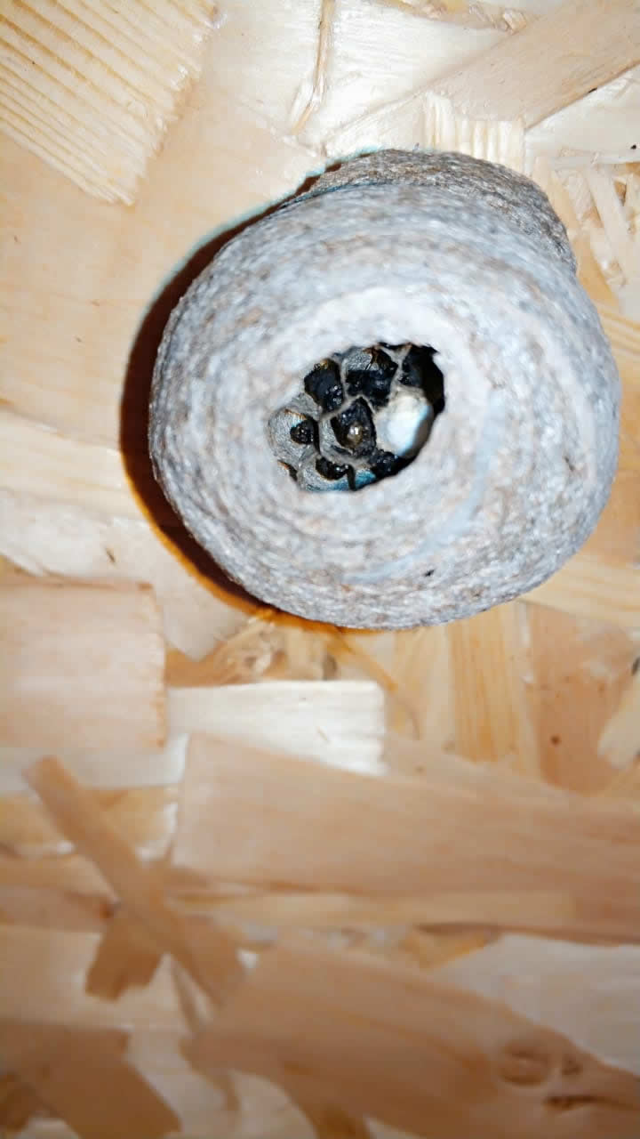 осиные гнезда на даче