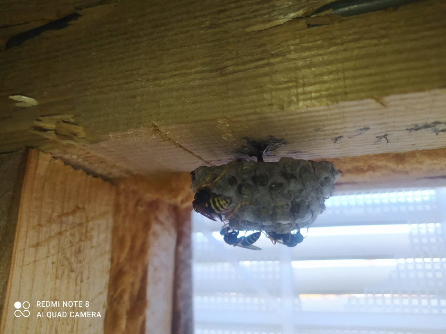 уничтожаем осиное гнездо на даче в Московской области