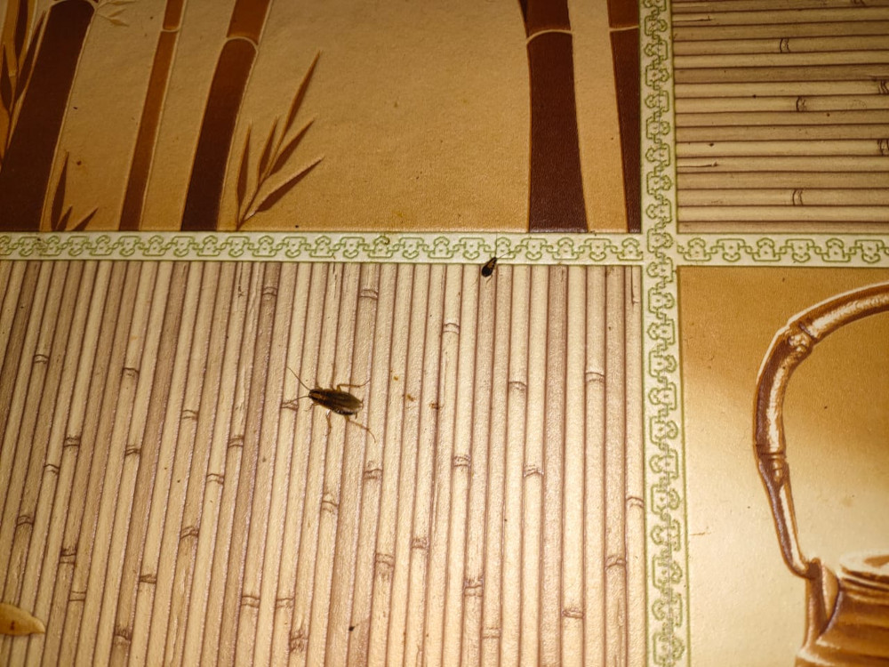 Уничтожение тараканов в г. Шаховская - травля и обработка от насекомых туманом горячим и холодным недорого