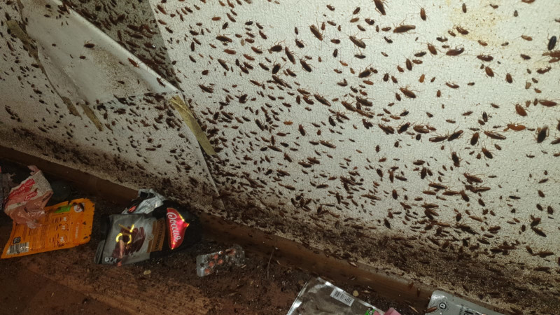 тараканы на обоях в московской квартире