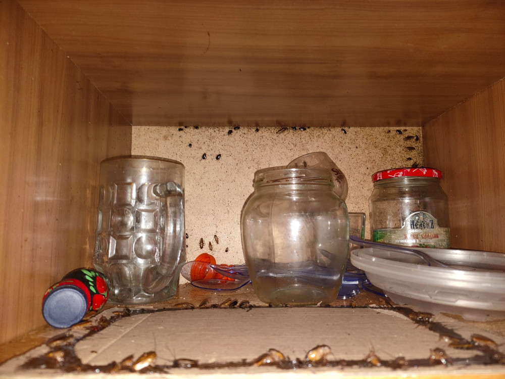 Уничтожение тараканов в Звенигороде после травли и обработки квартиры