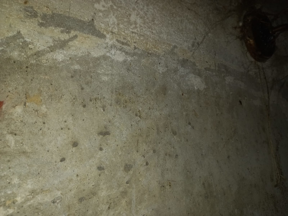 Уничтожение тараканов в Боровске с обработкой квартир после травли