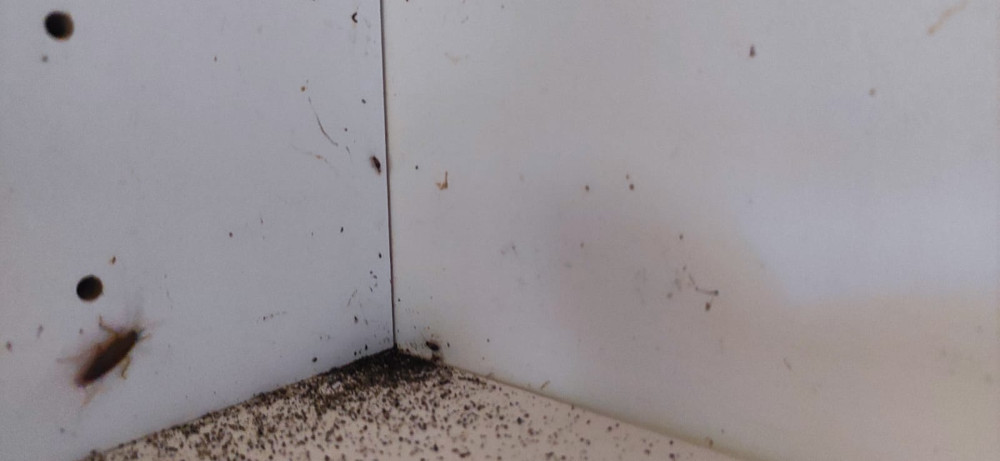 Уничтожение тараканов в Дедовске с обработкой квартир и домов после травли эффективной отравой