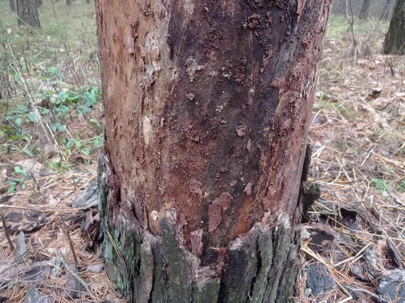 Какие есть самые опасные заболевания сосен, елей и других хвойных деревьев в г. Руза и Рузском районе Московской области?