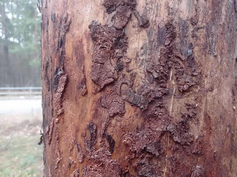 Причины появления жуков-вредителей (короедов) у хвойных деревьев на дачных участках и в парках в Московской области