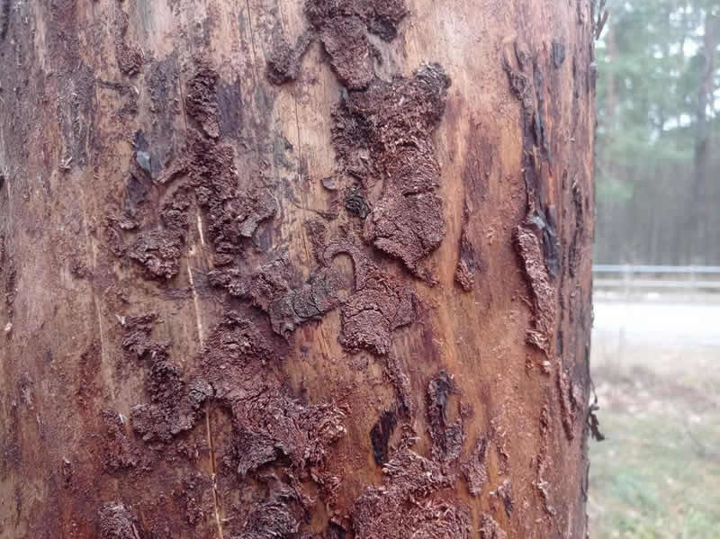 Как может повредить хвойные деревья на участке жук-короед, жук-точильщик и прочие насекомые вредители?