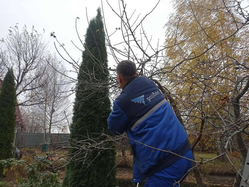 Обработка хвойных деревьев от насекомых и болезней в г. Раменское и Раменском районе