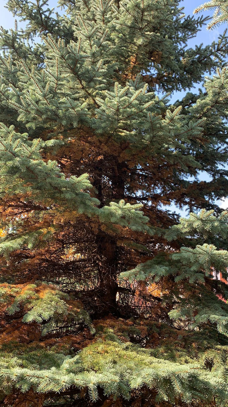 Список самых популярных и редких заболеваний хвойных деревьев в Московской области - сосны, ели