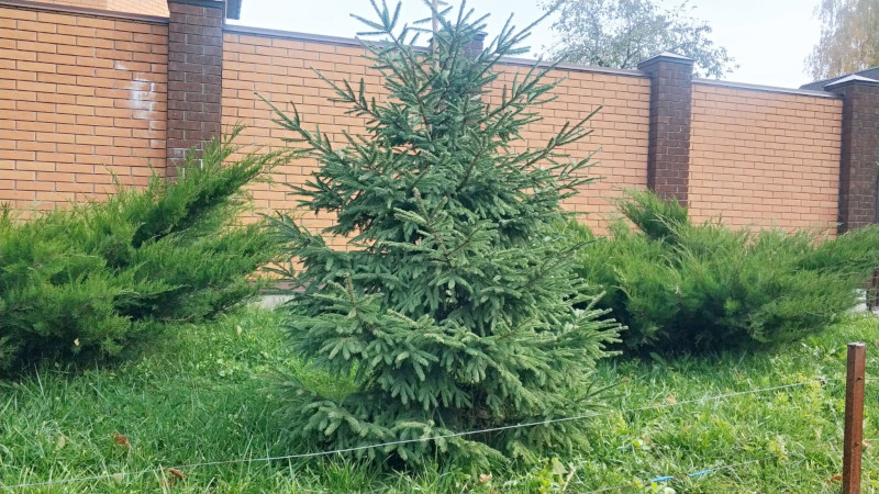 обработка хвойных деревьев в Московской области от самых распространенных болезней