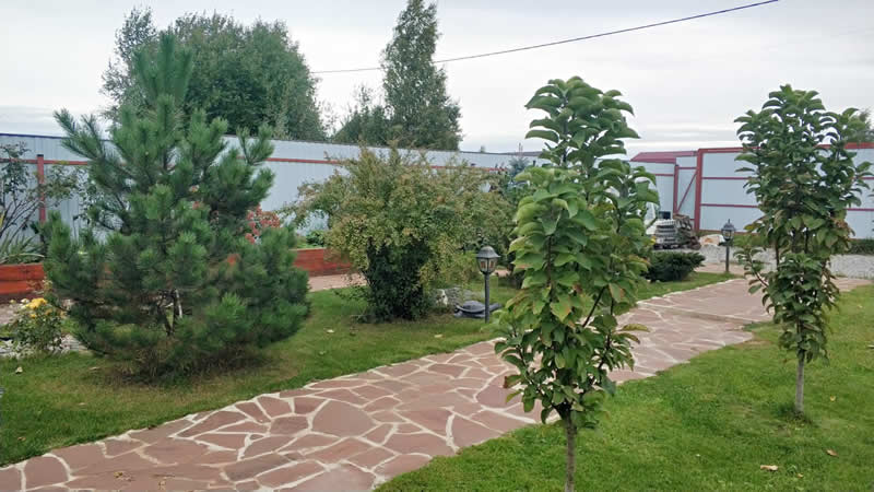 Обработка хвойных деревьев в г. Истра и Истринском районе от вредителей и болезней