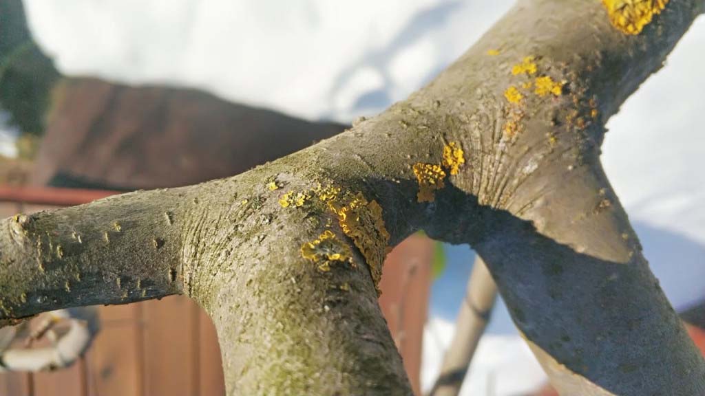 Весенняя обработка деревьев в г. Луховицы от насекомых и болезней - опрыскивание весной недорого