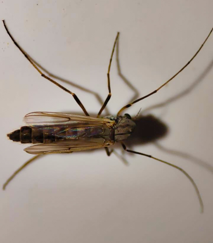 Какие заболевания могут переносить комары и клещи в Московской области и есть ли среди них особо опасные?