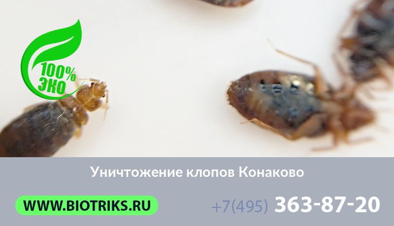 Уничтожение клопов Конаково