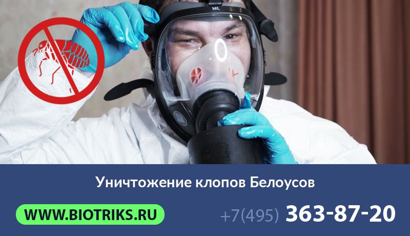 Уничтожение клопов Белоусов