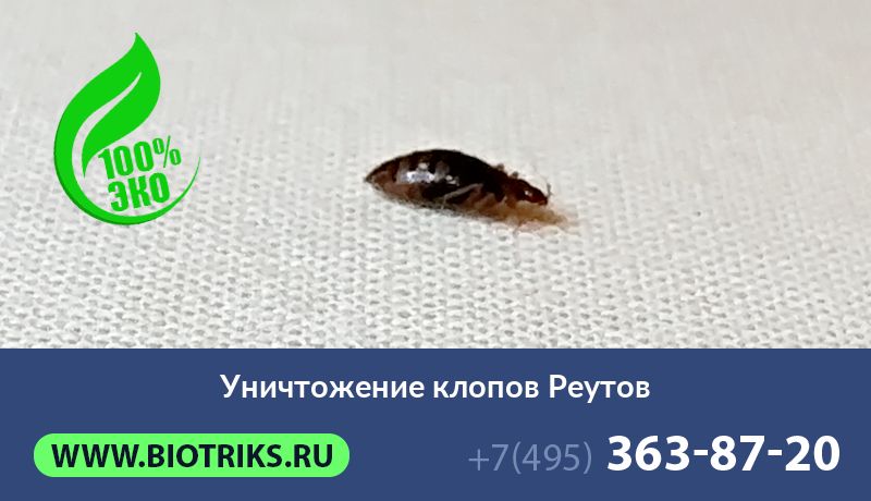 Уничтожение клопов Реутов