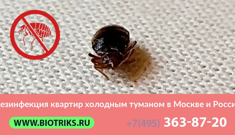 Дезинфекция квартир холодным туманом в Москве и России