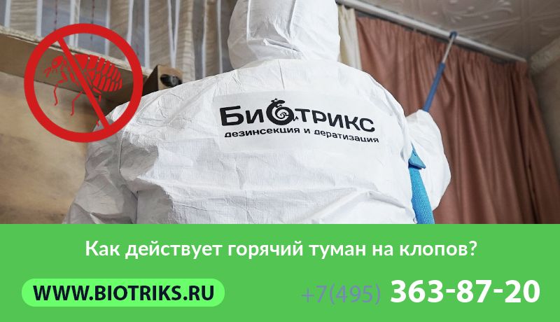 Как действует горячий туман на клопов?