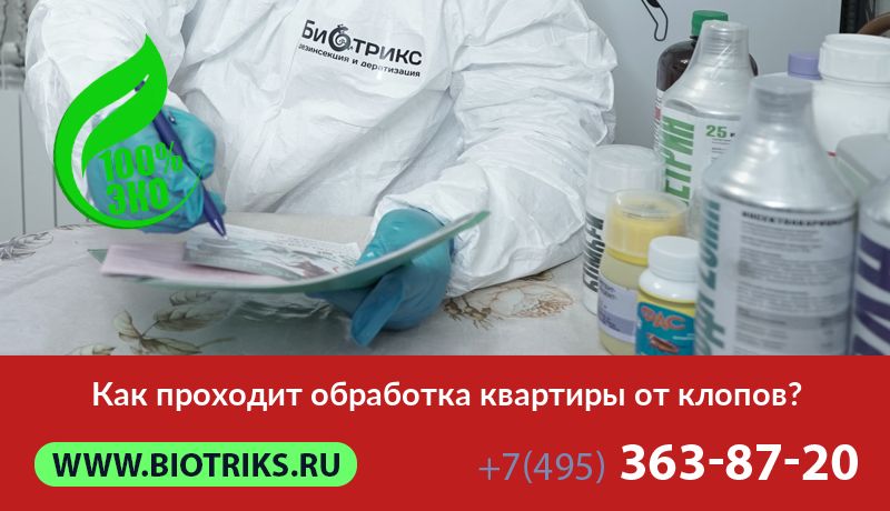 Как проходит обработка квартиры от клопов?