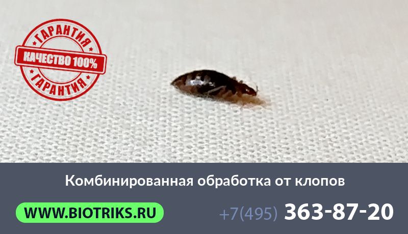 Комбинированная обработка от клопов