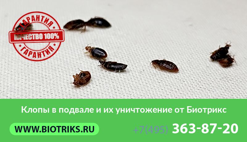 Клопы в подвале и их уничтожение от Биотрикс