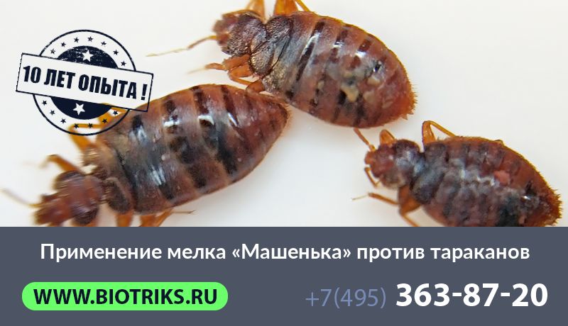 Применение мелка «Машенька» против тараканов