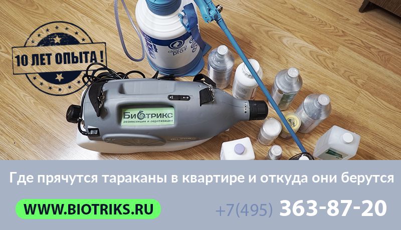 Где прячутся тараканы в квартире и откуда они берутся