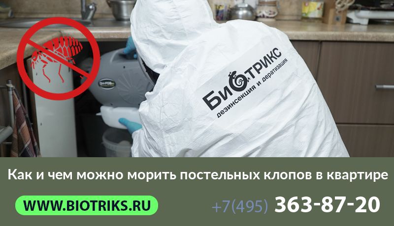 Как и чем можно морить постельных клопов в квартире