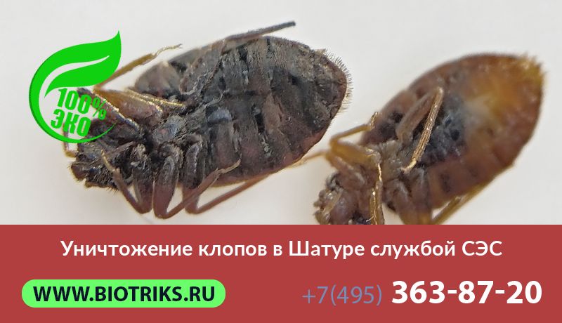 Уничтожение клопов в Шатуре службой СЭС