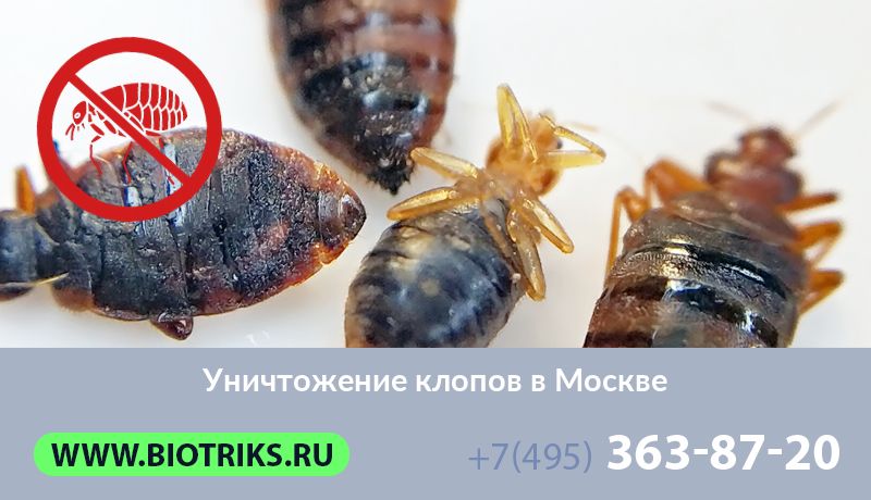 Уничтожение клопов в Москве