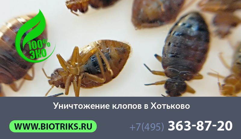 Уничтожение клопов в Хотьково