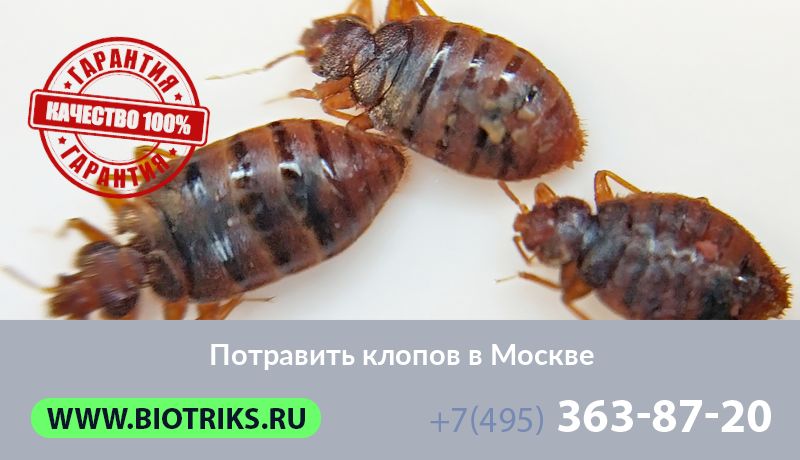 Потравить клопов в Москвe