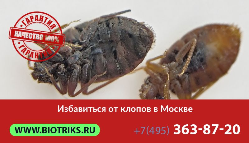 Избавиться от клопов в Москве