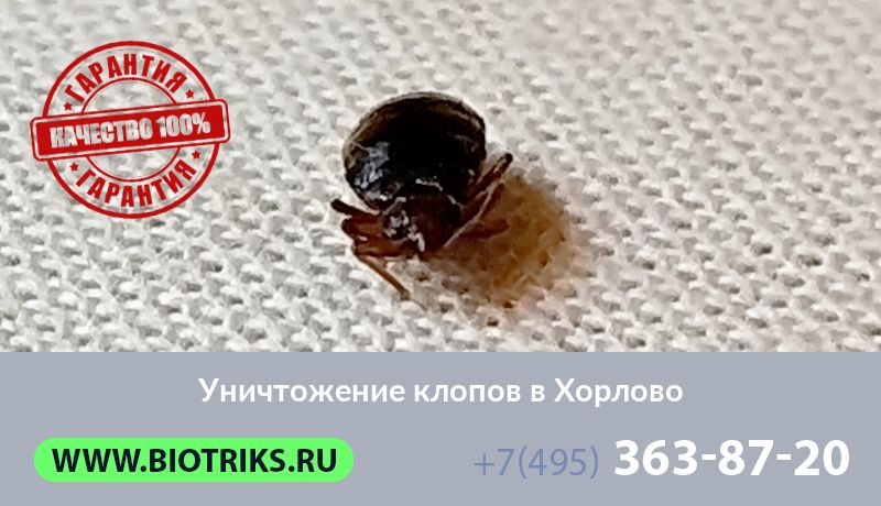 Уничтожение клопов в Хорлово