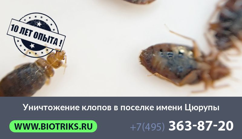 Уничтожение клопов в поселке имени Цюрупы