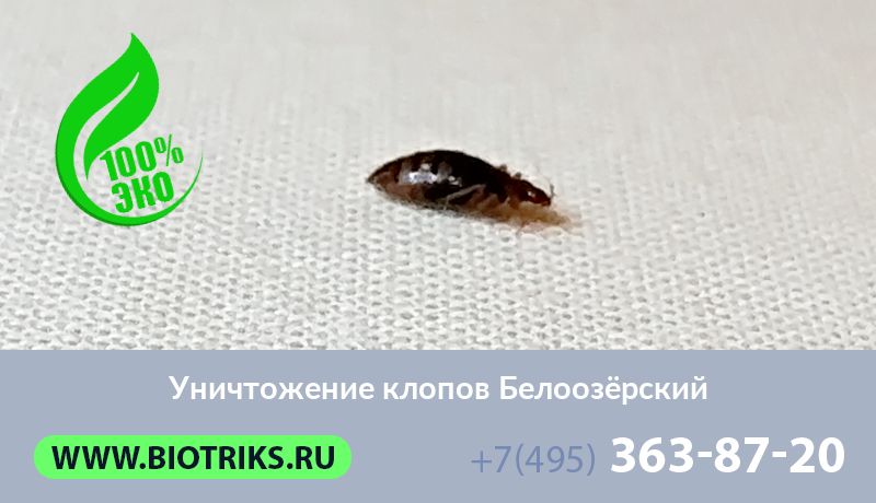 Уничтожение клопов Белоозёрский
