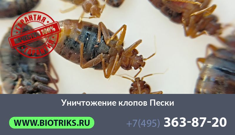 Уничтожение клопов Пески