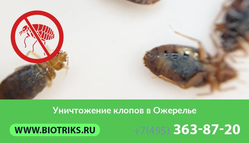 Уничтожение клопов в Ожерелье