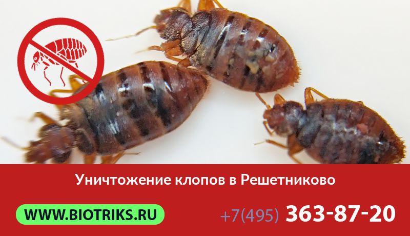 Уничтожение клопов в Решетниково