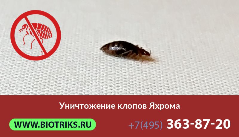 Уничтожение клопов Яхрома