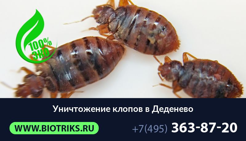 Уничтожение клопов в Деденево