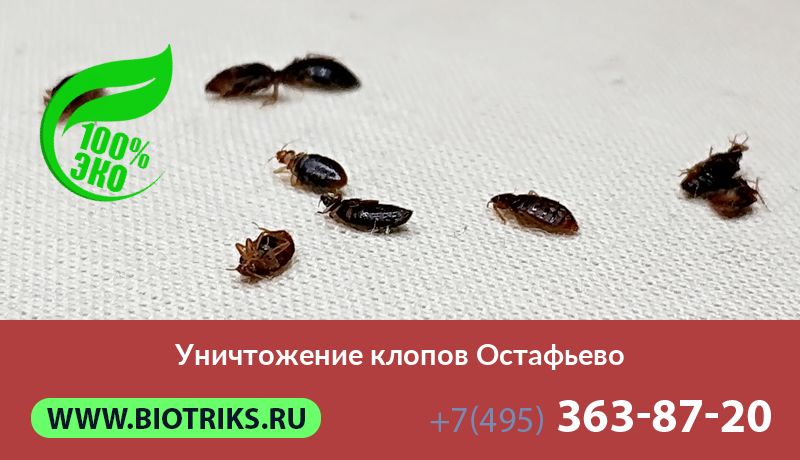 Уничтожение клопов Остафьево