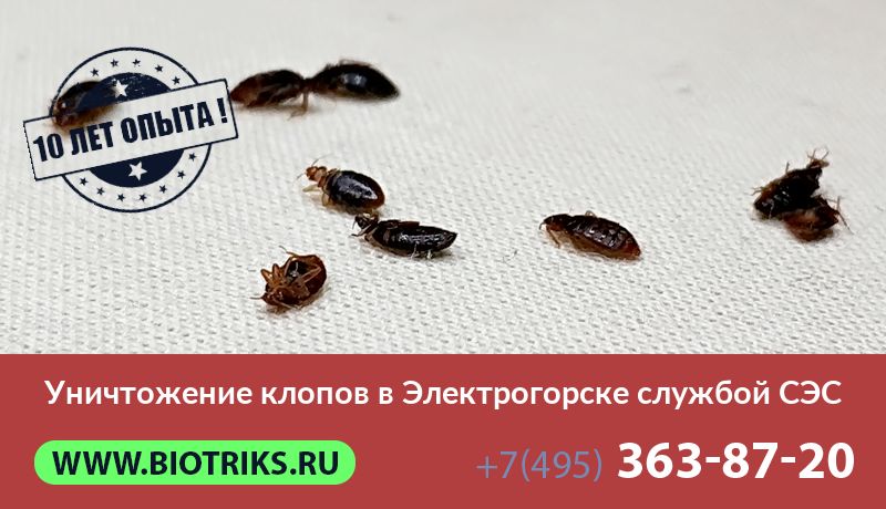 Уничтожение клопов в Электрогорске службой СЭС